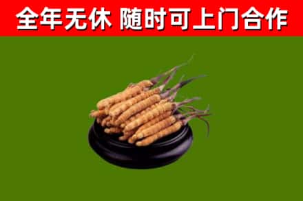 河津市烟酒回收冬虫夏草.jpg