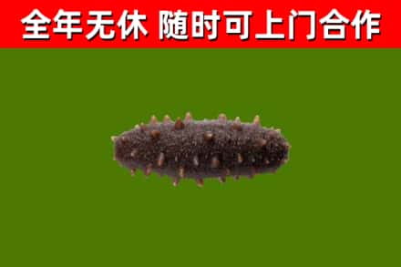 河津市烟酒回收干海参.jpg